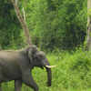 Kottiyoor Kottiyoor