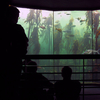 Two Oceans Aquarium