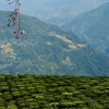 Temi Tea Garden