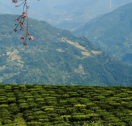 Temi Tea Garden, Ravangla, India Photos