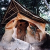Osun-Osogbo Osun-Osogbo