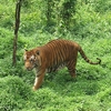Sathyamangalam Wildlife Sanctuary Sathyamangalam Wildlife Sanctuary
