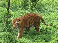 Sathyamangalam Wildlife Sanctuary Sathyamangalam Wildlife Sanctuary