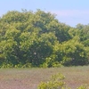 Towra Point Nature Reserve
