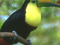Tucan Sm Tucan Sm