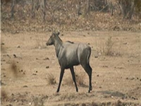 Veerangana Wildlife Sanctuary Veerangana Wildlife Sanctuary