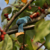 Buxa Tiger Reserve
