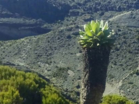 Christmas Season Travel - Climb Kilimanjaro Christmas Season Travel - Climb Kilimanjaro