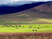 Ngorongoro