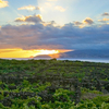 Pico Island Vineyard Culture Pico Island Vineyard Culture