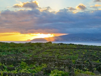 Pico Island Vineyard Culture Pico Island Vineyard Culture
