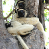 Madagascar dry deciduous forests Madagascar dry deciduous forests