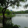 Lotus Pond Lotus Pond