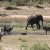 Letaba River Letaba River