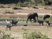 Letaba River Letaba River