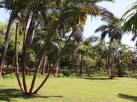 Waghai Botanical Gardens