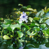 Kanjli Wetland Kanjli Wetland