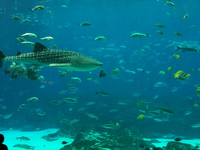 Underwater World Underwater World