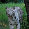Mysore Zoo Mysore Zoo