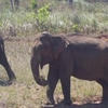 Cotigao Wildlife Sanctuary