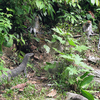 Gunung Leuser National Park Gunung Leuser National Park