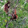 Bukit Lawang Bukit Lawang