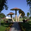 World's Largest Mushroom World's Largest Mushroom