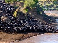 Wildebeest Migration 1 Wildebeest Migration 1