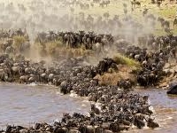 Wildebeest Migration 2 Wildebeest Migration 2