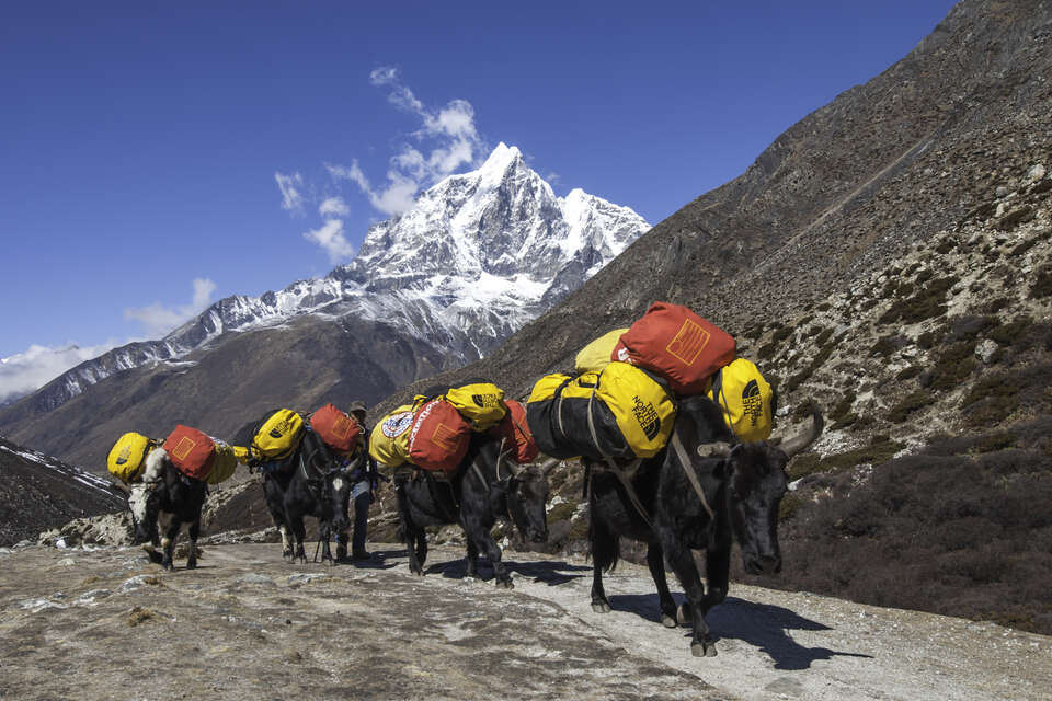 Yaks Carrying Supplies
