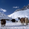 Gokyo