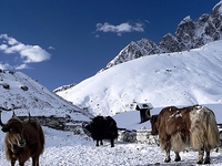 Gokyo Gokyo