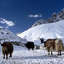 Yaks In Gokyo