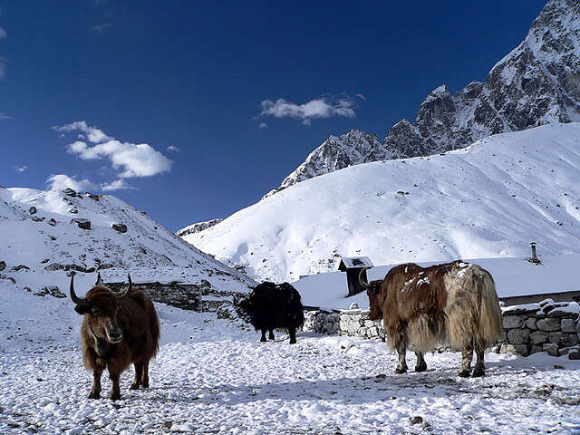 Yaks In Gokyo