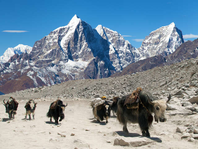Yaks On The Way To Everest Base Camp 