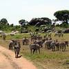 Serengeti National Park