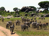 Serengeti National Park Serengeti National Park