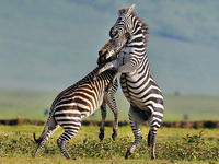 8-Day Serengeti Migration & Action! 8-Day Serengeti Migration & Action!