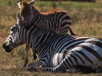 4 Days Trekking Aberdare National Park 4 Days Trekking Aberdare National Park