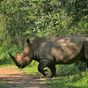 Ziwa Rhino Sanctuary