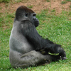 Zoo Atlanta