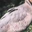 14 days Birds of Uganda: Mabamba Swamp, Lake Mburo, Bwindi, Queen Elizabeth, Semuliki, Kibale Forest Wildlife Safari