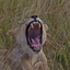 Lake Manyara, Serengeti and Ngorongoro Camping safari Lake Manyara, Serengeti and Ngorongoro Camping safari