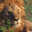Masai Mara Camping Safaris 3 days budget camping safari Masai Mara Camping Safaris 3 days budget camping safari