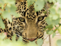 Kruger Park Safari Kruger Park Safari