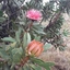 Ndlovudon Mclennan Ndlovudon Mclennan