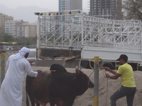 Bull Fighting. Fujairah