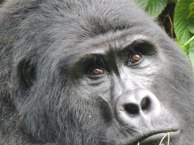 3 Day Gorillas in the Mist Adventure Photos