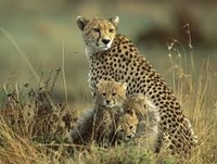 Blue Safaris Blue Safaris