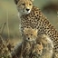 Blue Safaris Blue Safaris